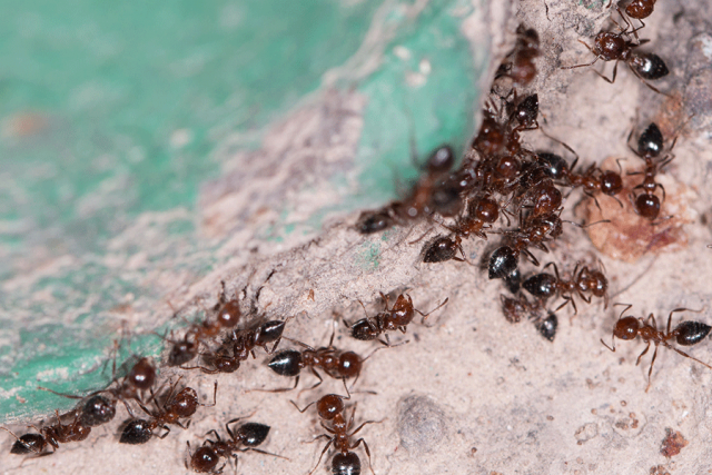éloigner les fourmis