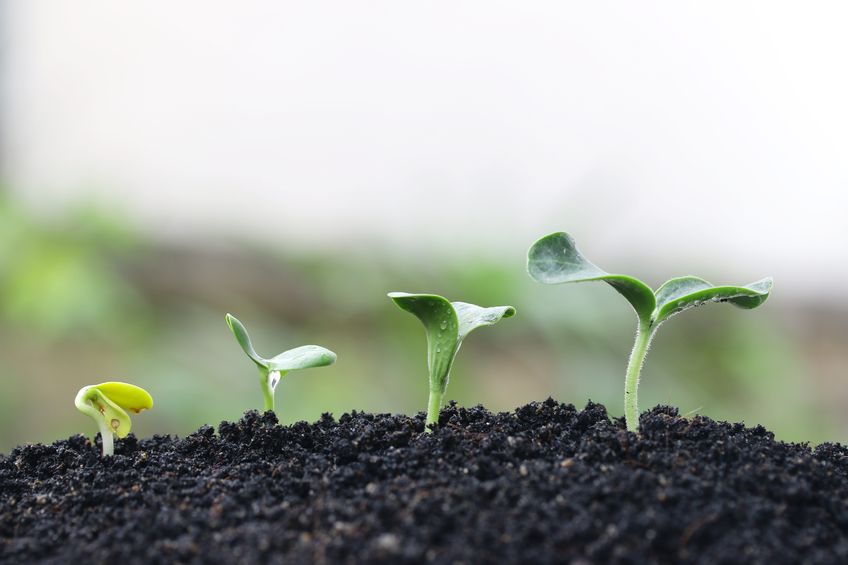 La plante qui pousse