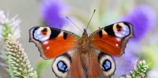 avoir des papillons dans le jardin