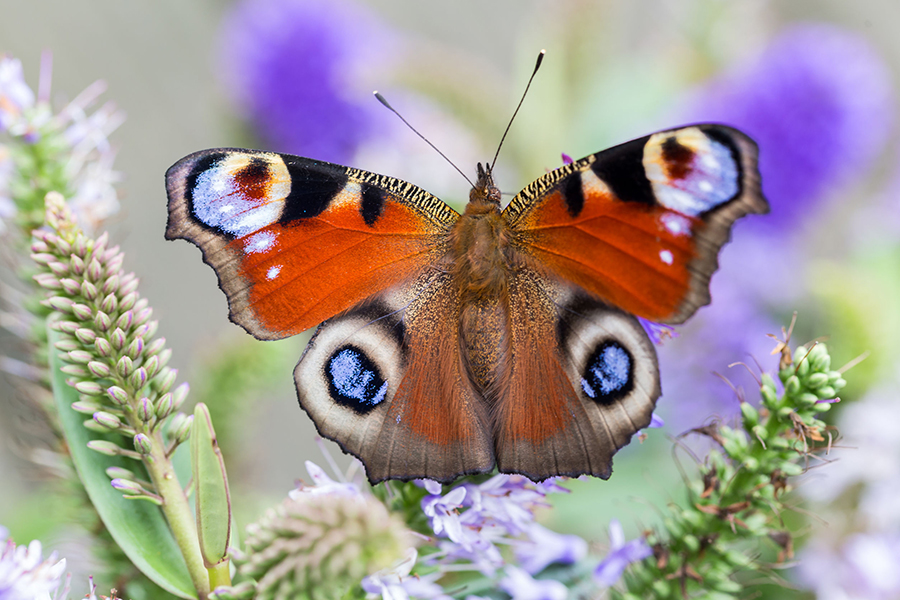 avoir des papillons dans le jardin