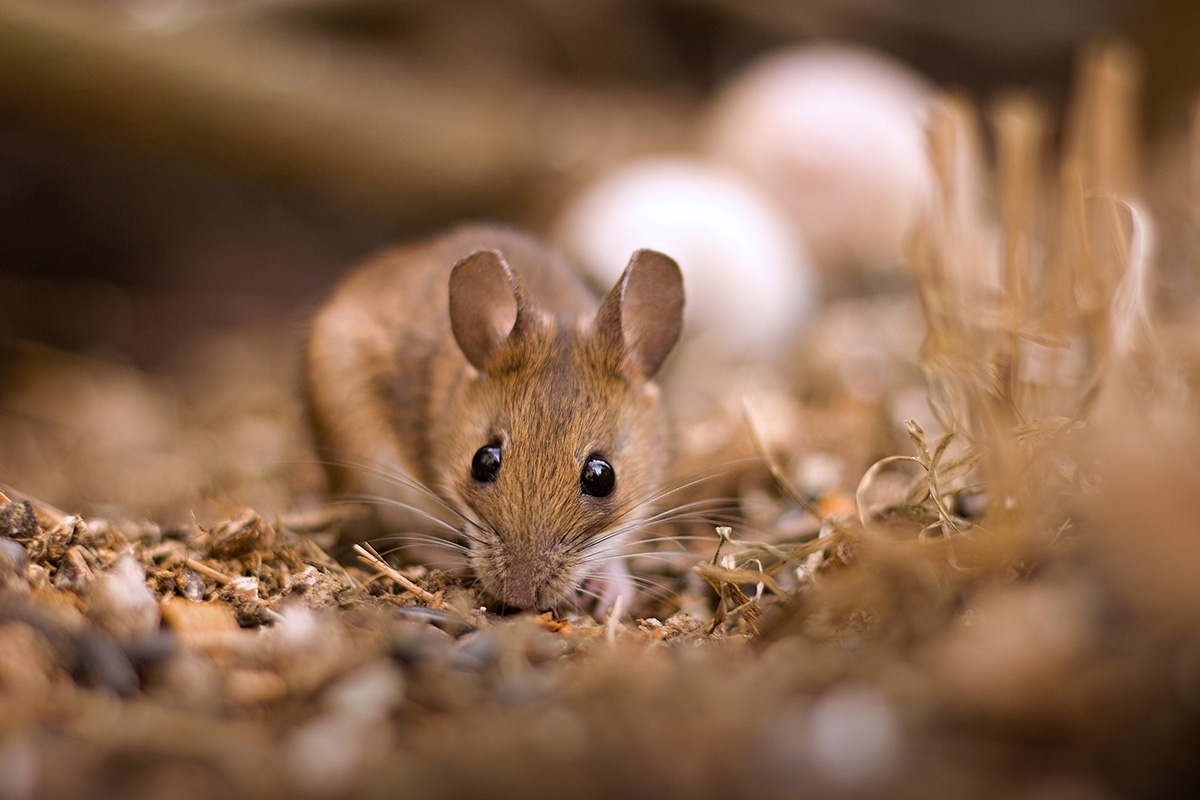 faire fuir les souris