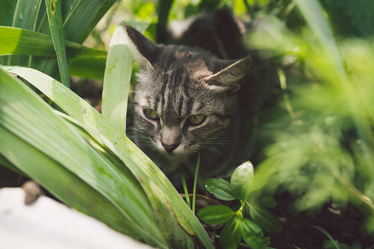 Répulsif à chat