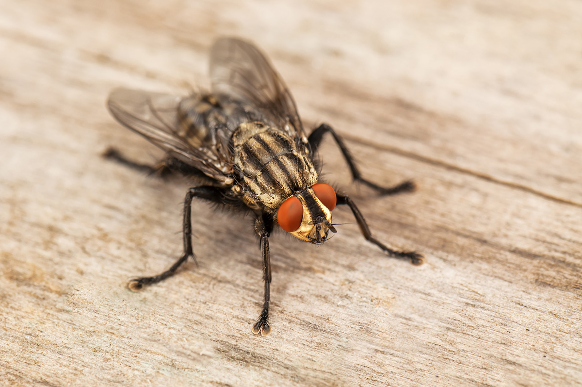 Astuces pour repousser les mouches à la maison
