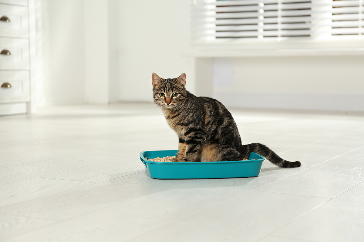 astuces-naturelles-contre-odeur-urine-chat