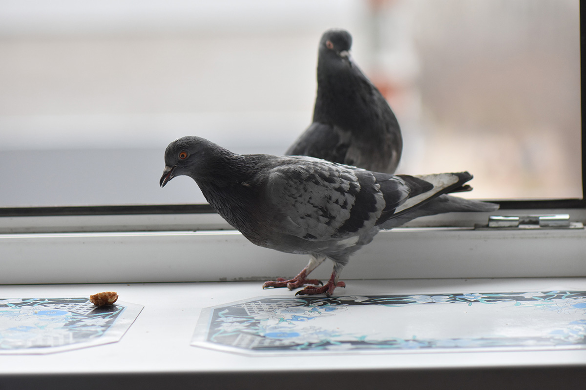 Astuces naturelles pour éloigner les pigeons
