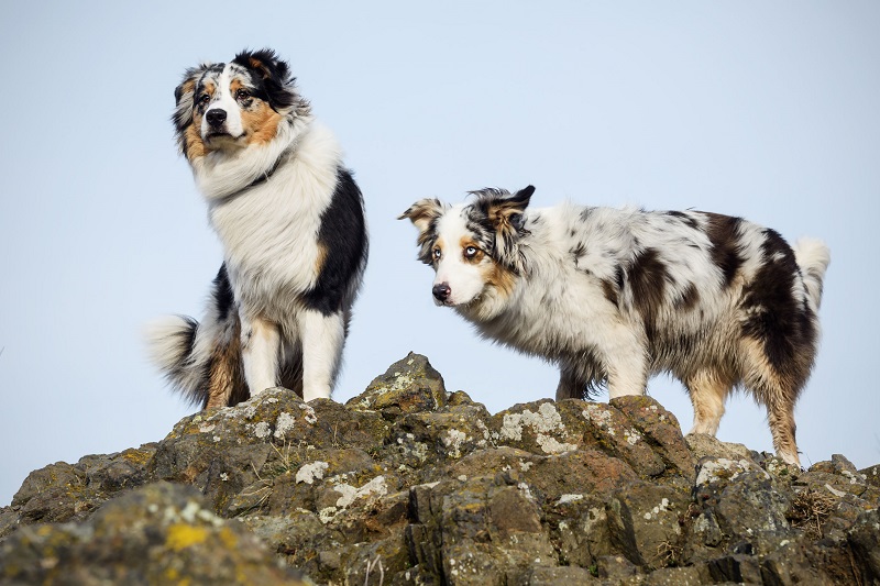 berger australien race de chien