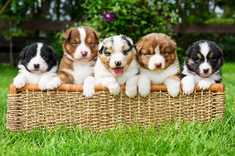 Chiots berger australien