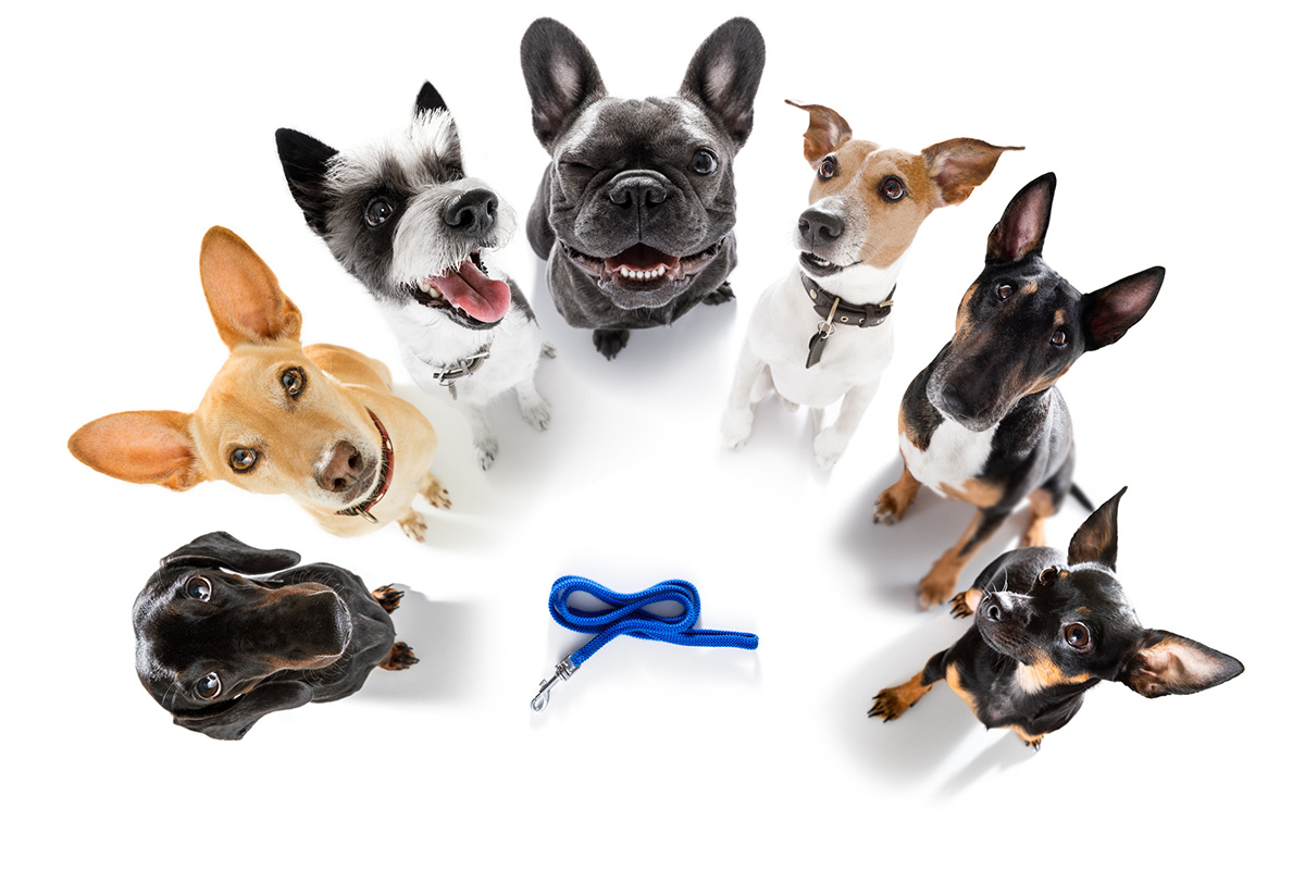 races de chien préférées