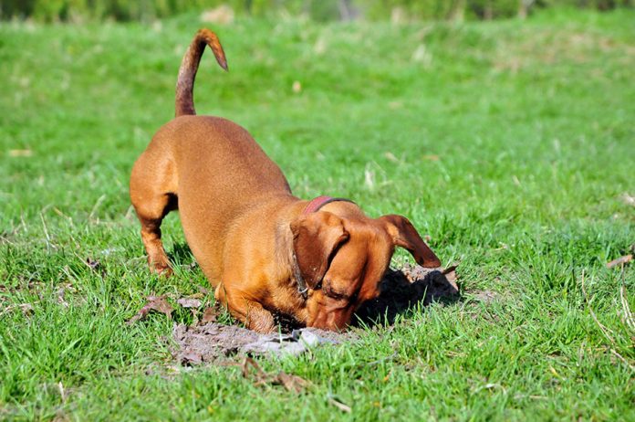 empêcher le chien de creuser