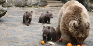 naissances 3 oursons au zoo de servion
