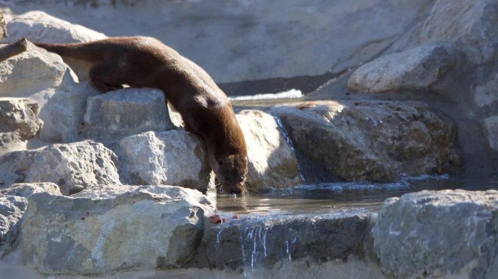 loutre au zoo de la garenne