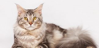 Maine Coon