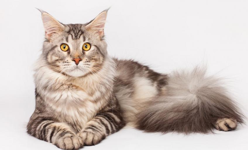 Maine Coon