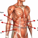 abdominaux-muscles