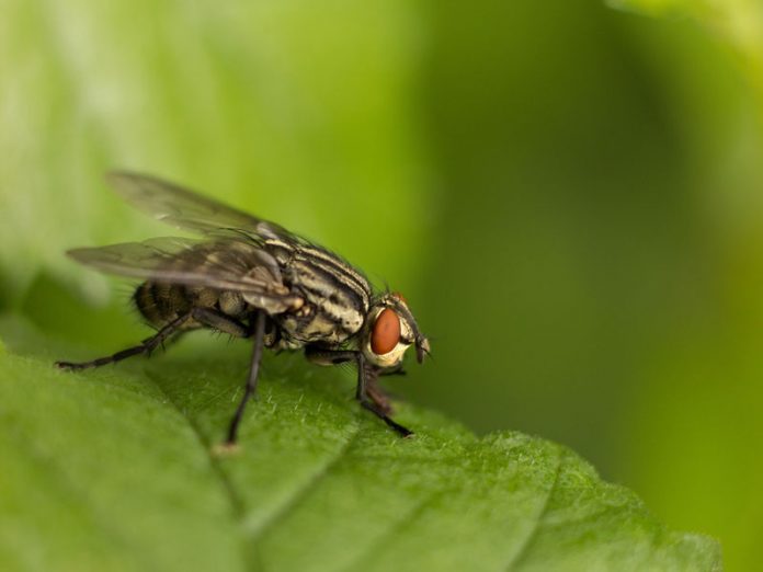 chasser les mouches dans les plantes