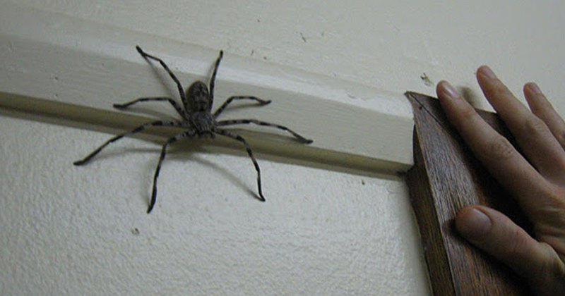 éloigner les araignées de la maison