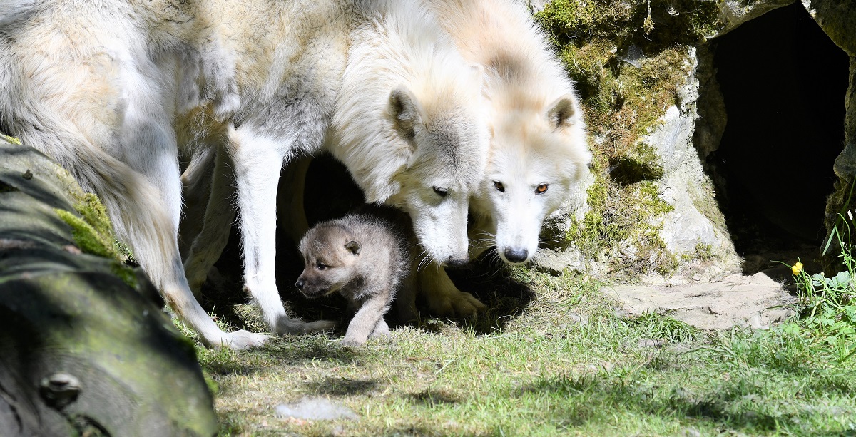 louveteau zoo servion