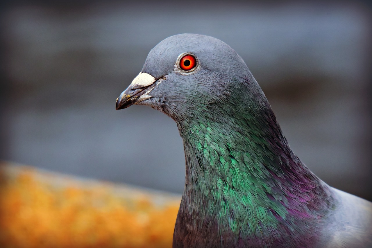 démarrer un élevage de pigeons