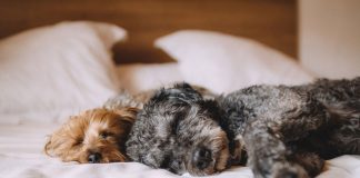 garde d'animaux de compagnie entre particuliers