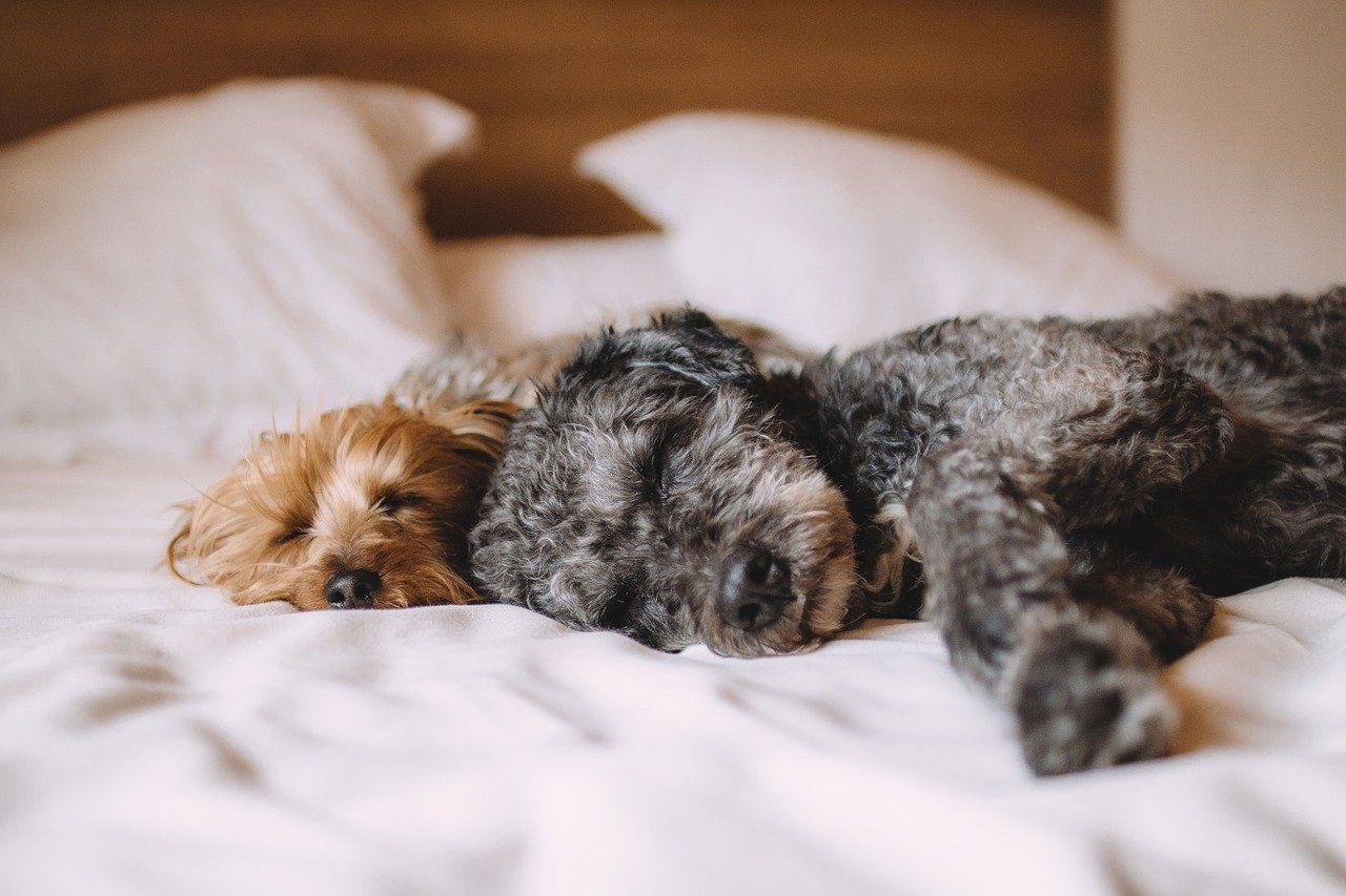 garde d'animaux de compagnie entre particuliers