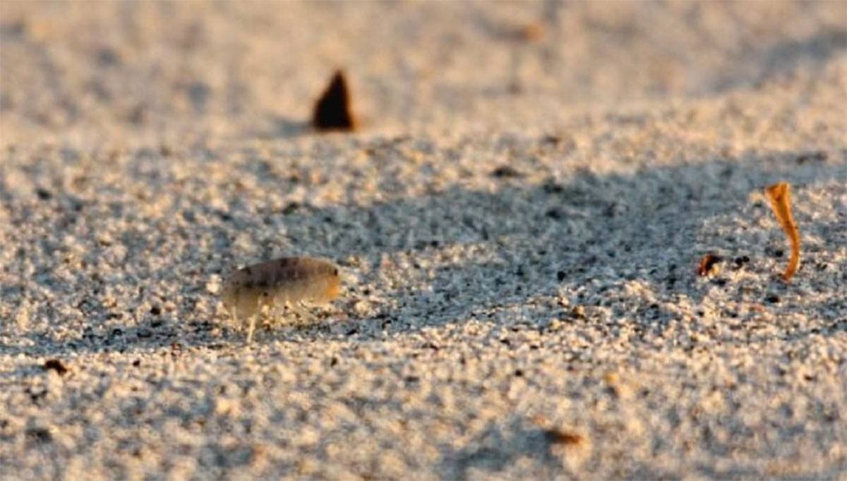 puces de sable
