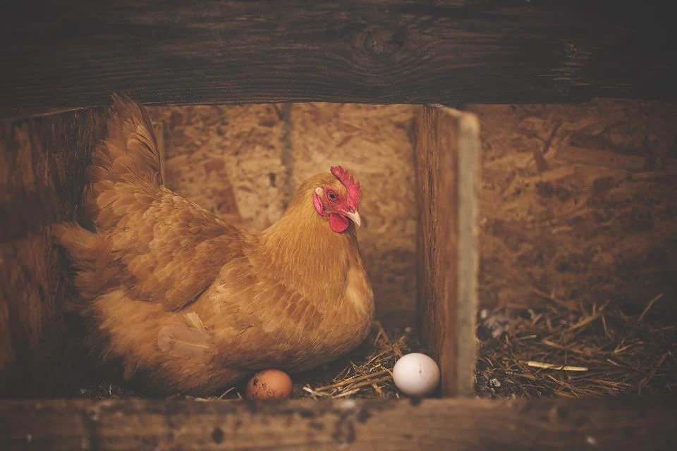 poules pondeuse