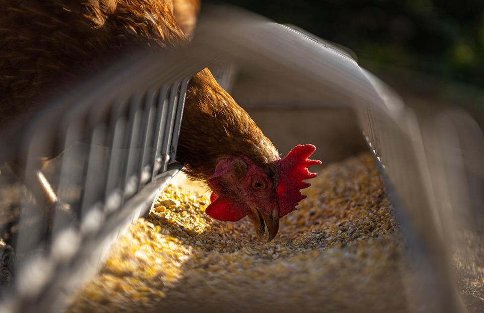 poule pondeuse