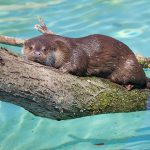 la-garenne-zoo