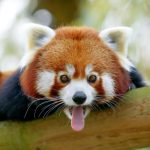 meilleurs-zoos-suisse-romande