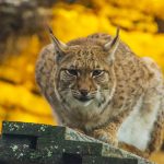top-zoos-suisse-romande