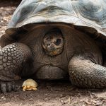 zoos-suisse-romande