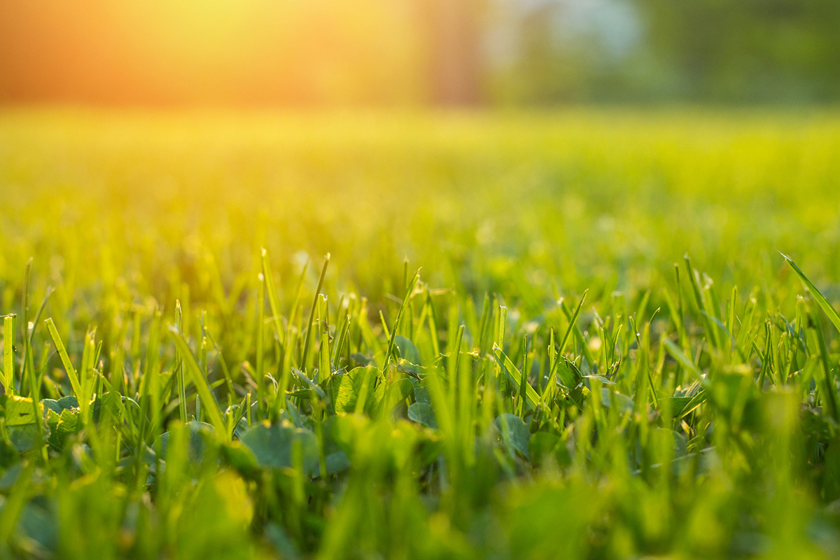 prendre soin de son gazon au début du printemps