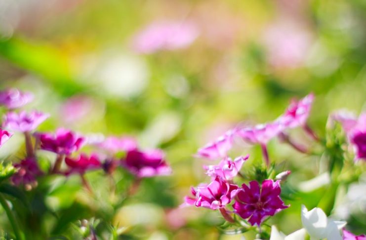 plantes aromatiques indispensables pour un jardin parfumé