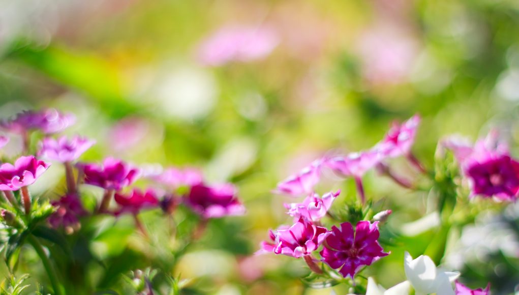 plantes aromatiques indispensables pour un jardin parfumé