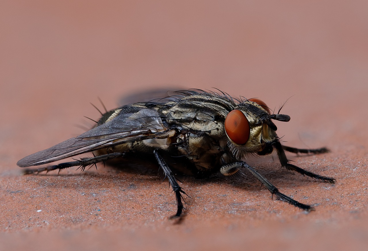 anti-mouche