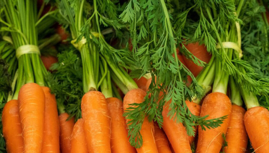 Comment congeler des carottes