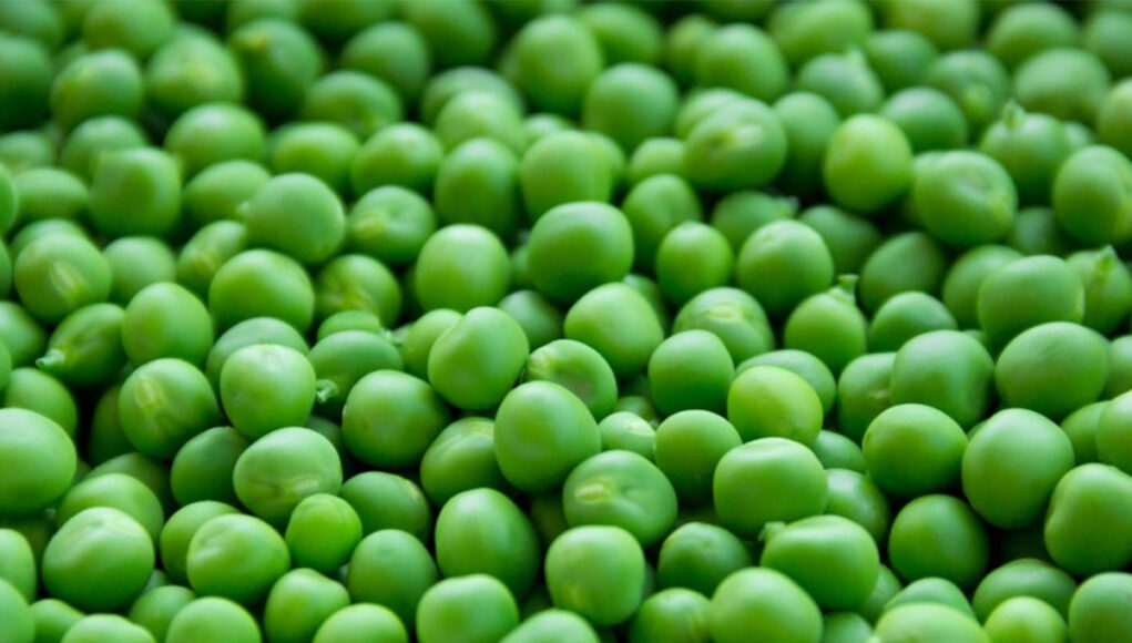 comment congeler des petits pois