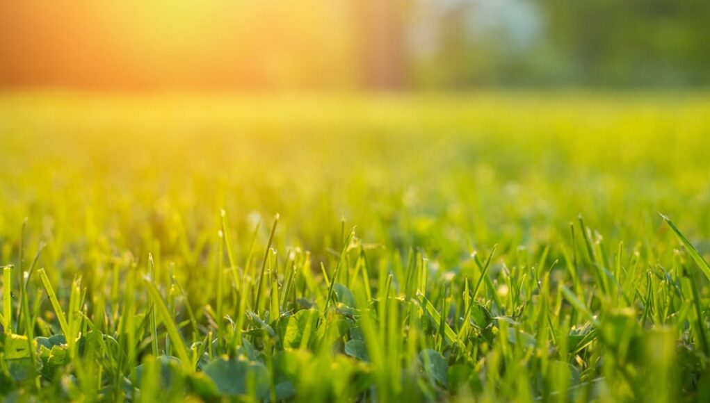 prendre soin de son gazon au début du printemps
