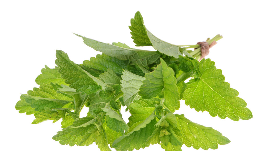 mélisse nombreuses vertus