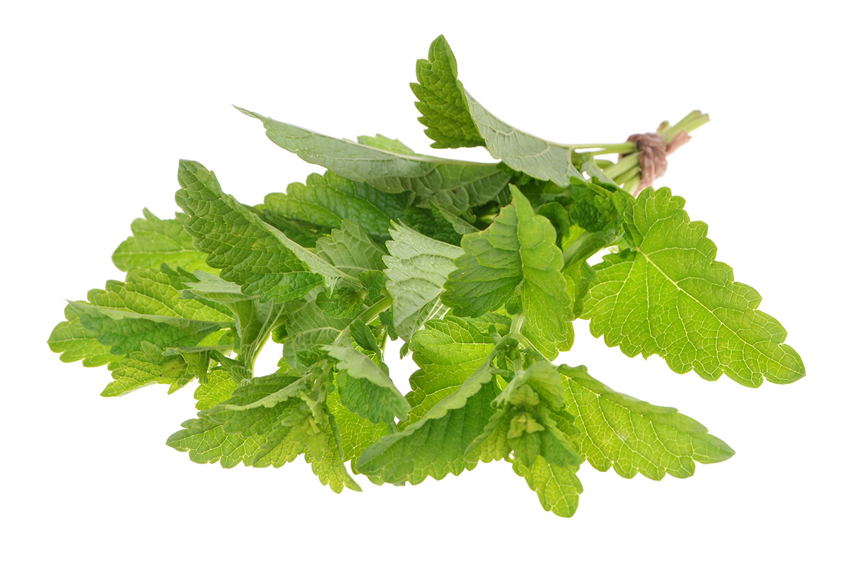 mélisse nombreuses vertus