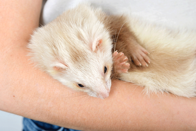dresser-un-furet dresser un furet
