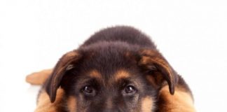 dresser un chien