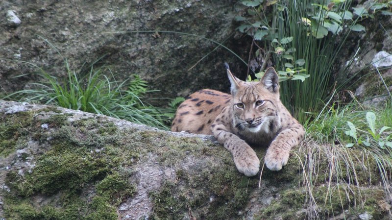 lynx du zoo des Marécottes