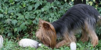 aliments toxiques à ne pas donner au chien