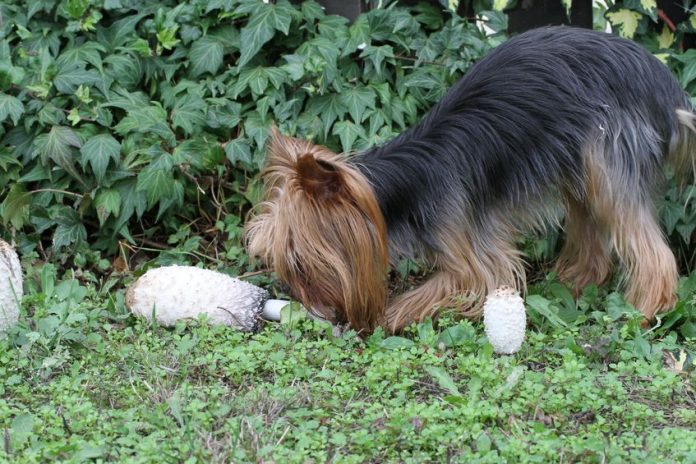 aliments toxiques à ne pas donner au chien