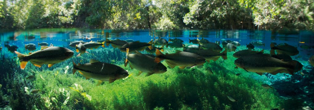aquatis aquarium viviant
