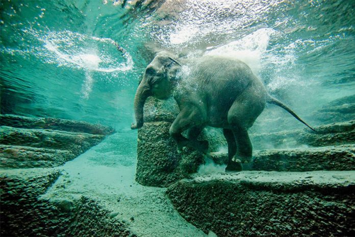 zoo-de-zurich zoo de Zurich