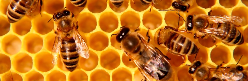 abeilles et miel