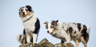 berger australien race de chien