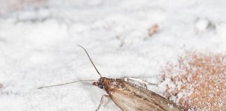 mite alimentaire